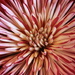Chrysanthemum  by megpicatilly