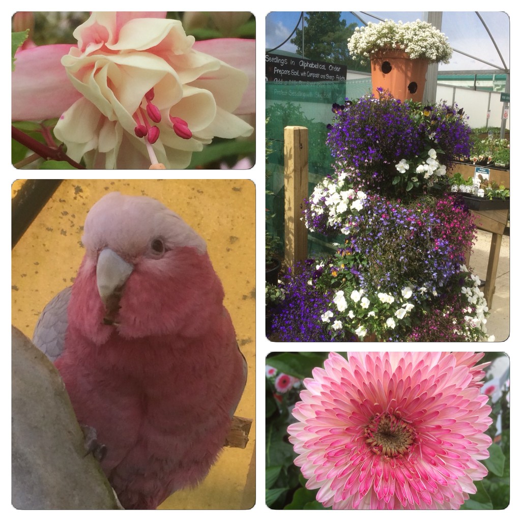 We went to plant centre yesterday a few of beautiful flowers and bird by Dawn