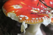 29th Oct 2016 - Fly Agaric Mushroom