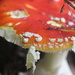 Fly Agaric Mushroom by cookingkaren