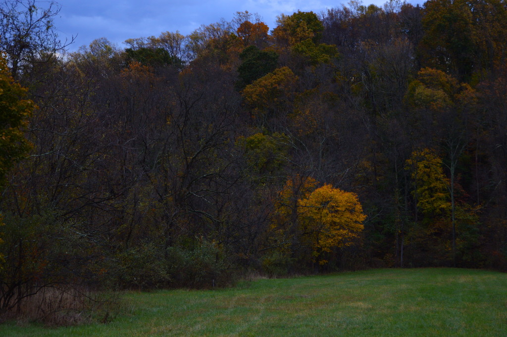Yellow tree at dusk by francoise