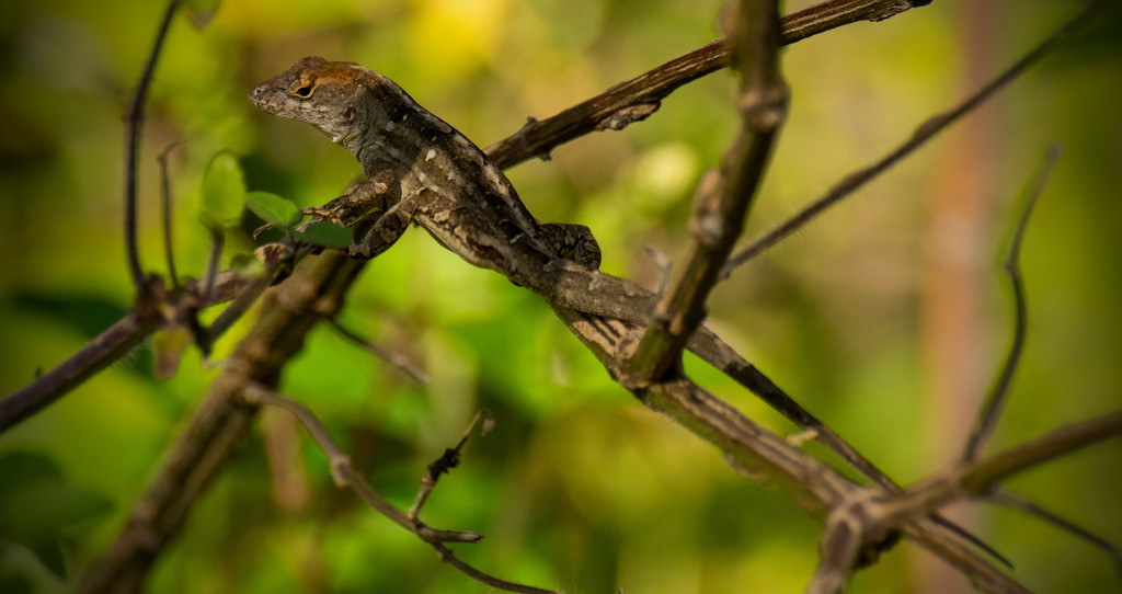 Lizzard in the Bush! by rickster549