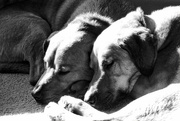 23rd Oct 2016 - Sun Puppies
