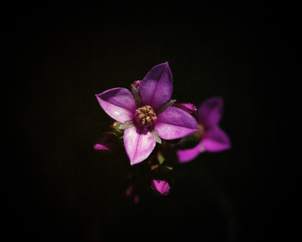 Four purple petals by peterdegraaff