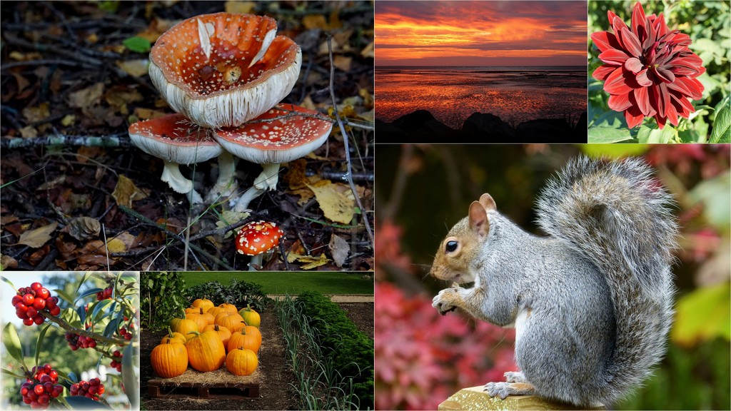 an autumn collection by quietpurplehaze