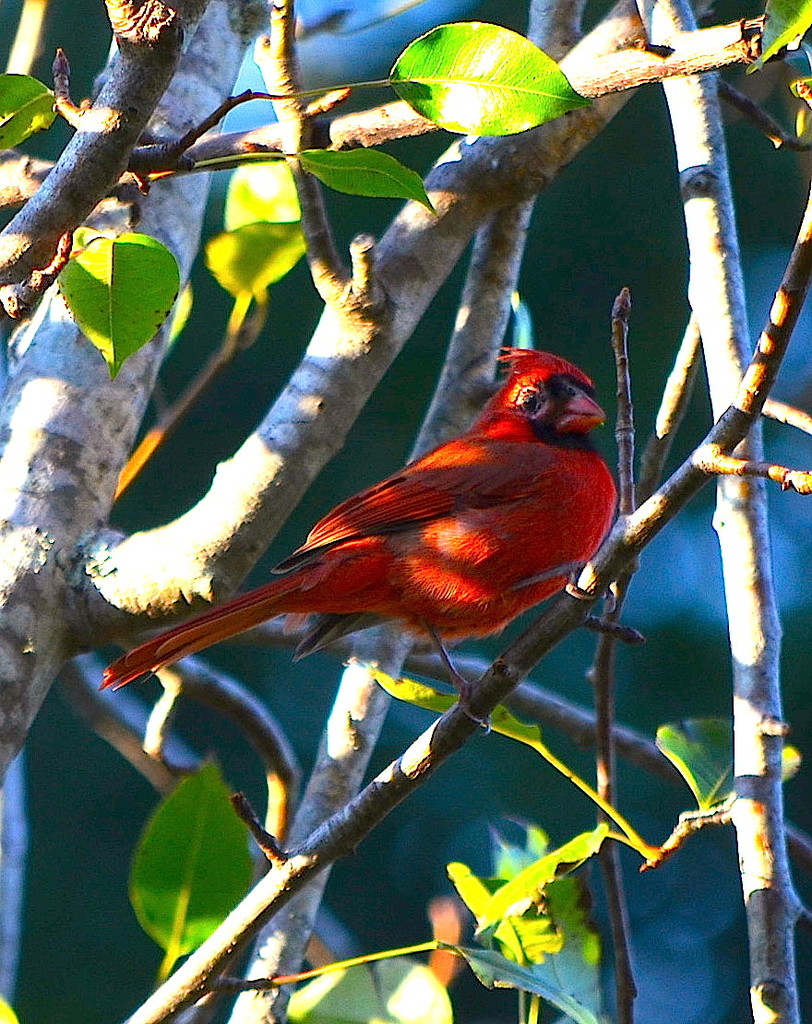 Red bird by congaree