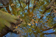31st Oct 2016 - Tupelo tree reflections, Four Holes Swamp, Dorchester County, South Carolina
