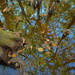 Tupelo tree reflections, Four Holes Swamp, Dorchester County, South Carolina by congaree