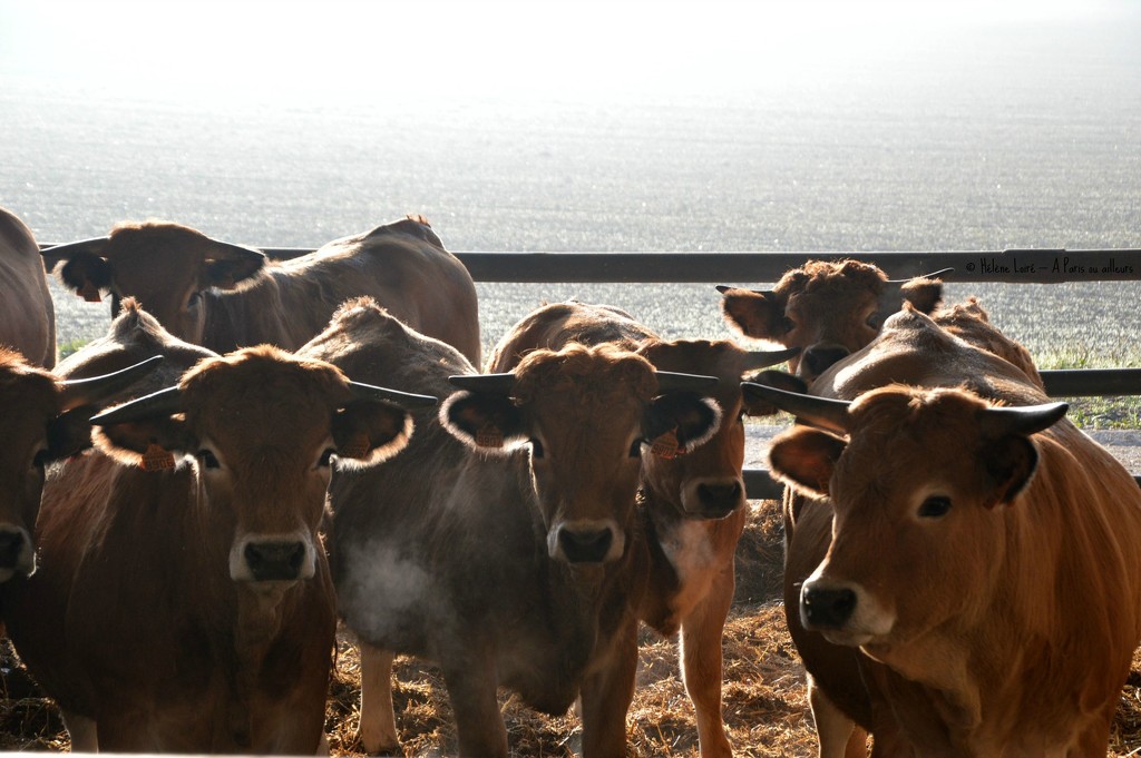young cows  by parisouailleurs