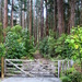 Forest gate by kiwinanna