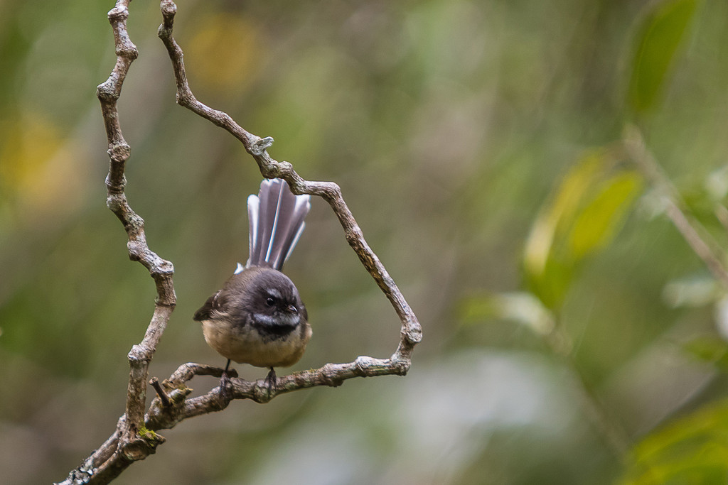 Framed Fantail by helenw2