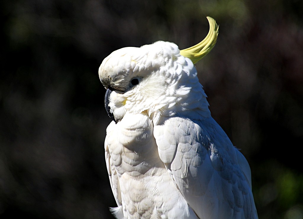 Portrait of a Cockatoo by kiwinanna