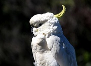 29th Oct 2016 - Portrait of a Cockatoo