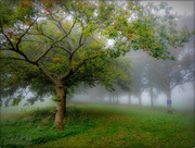 31st Oct 2016 - A Foggy Autumn Morning