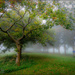 A Foggy Autumn Morning by carolmw