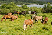 9th Oct 2016 - Icelandic horses