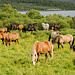 Icelandic horses by elisasaeter