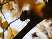 31st Oct 2016 -  Squirrel