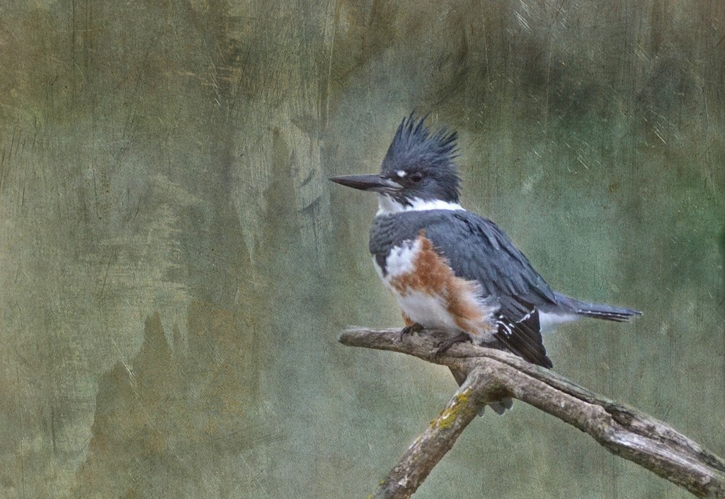 Kingfisher with PS Textures by jgpittenger