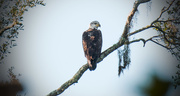 31st Oct 2016 - Young Bald Eagle!