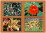 31st Oct 2016 - A collection of Autumn plants.