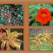 A collection of Autumn plants. by grace55