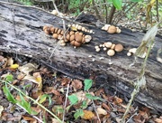 31st Oct 2016 - Iowa Tree Fungi
