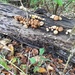 Iowa Tree Fungi by wilkinscd