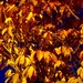 Orange leaves... orange light by 365projectdrewpdavies