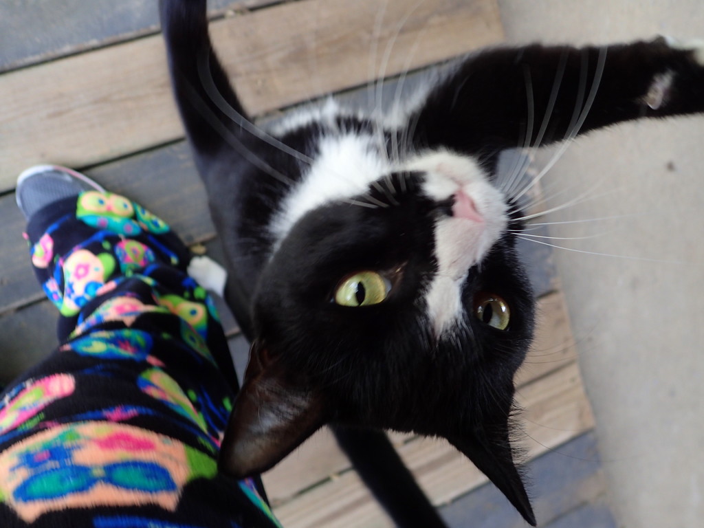 Cat Selfie by cjwhite
