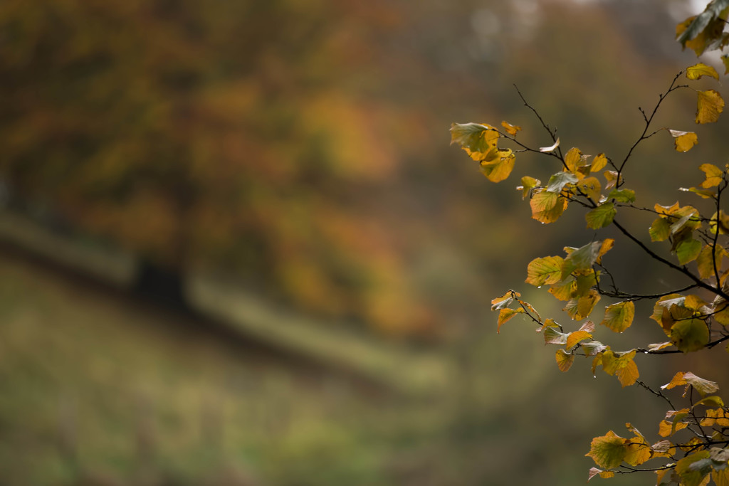 Autumn in the rain. by shepherdmanswife