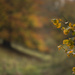 Autumn in the rain. by shepherdmanswife