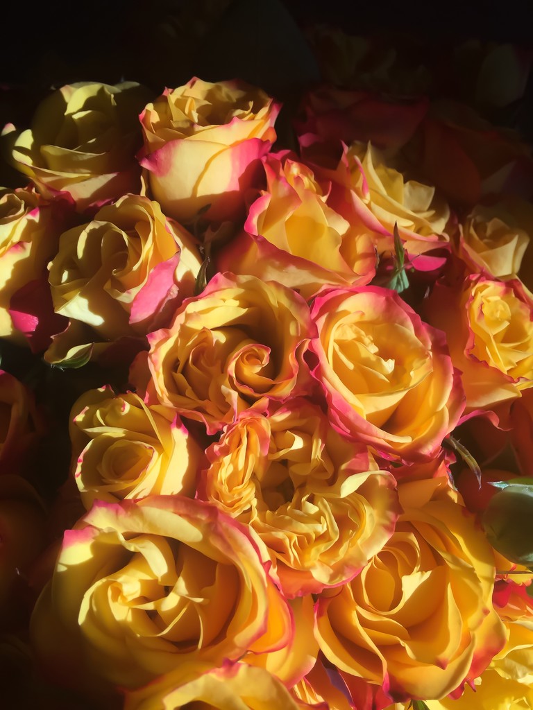 Roses are yellow.  by cocobella