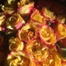 Roses are yellow.  by cocobella