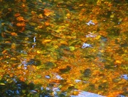 31st Oct 2016 - Autumn-drowning