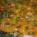 Autumn-drowning by granagringa