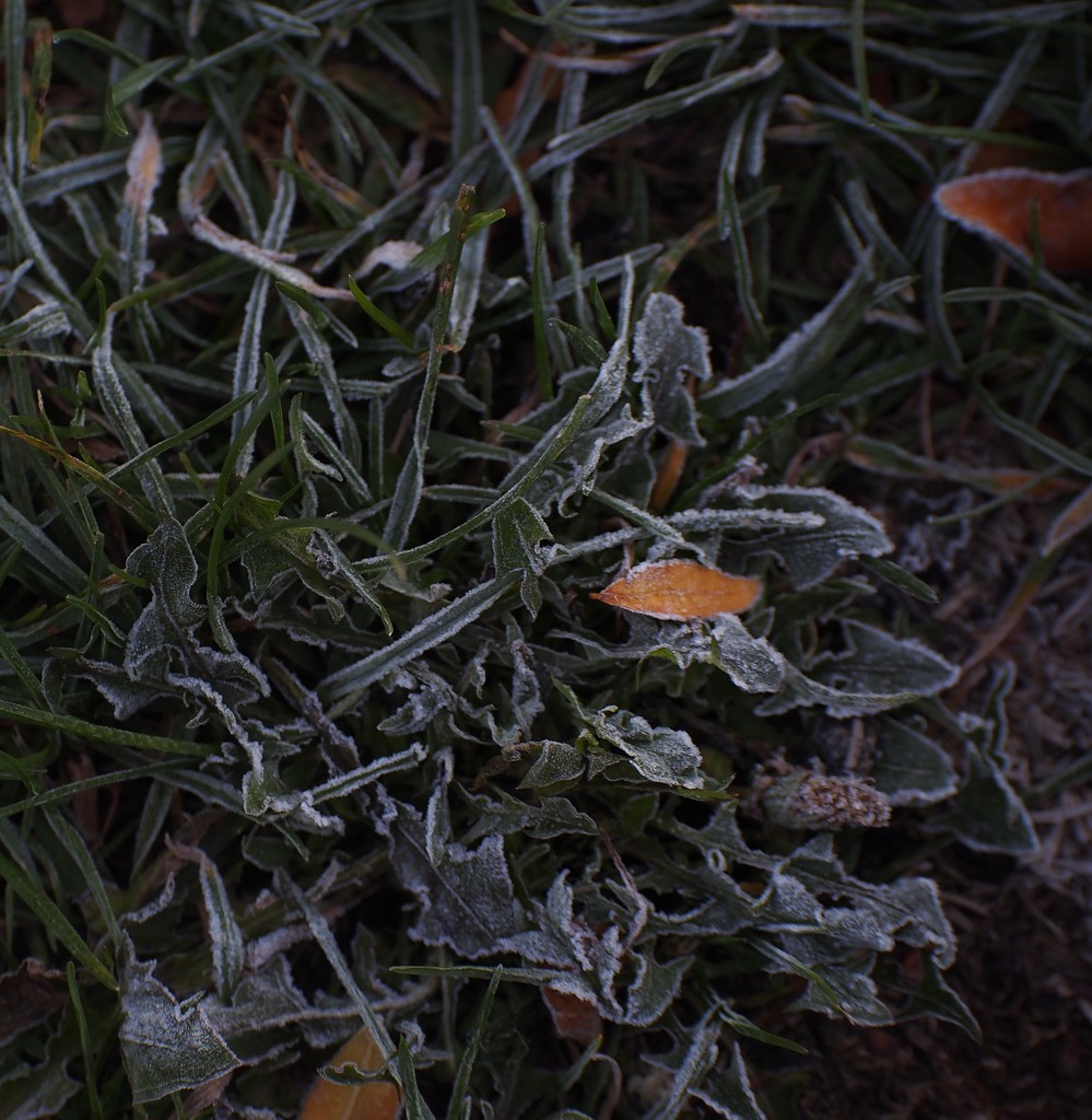 First Frost by selkie