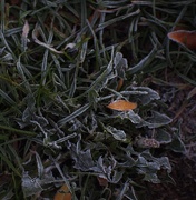 30th Oct 2016 - First Frost