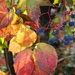 Leaves and Berries by deborahsimmerman