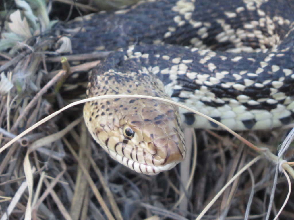 Bull Snake Rescue by rob257