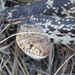 Bull Snake Rescue by rob257