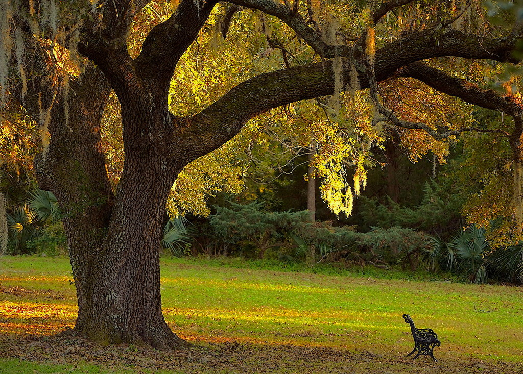 A mellow Autumn woodland scene with a sunlit live oak at Charles Towne Landing State Historic Site, in Charleston, SC, recently. by congaree