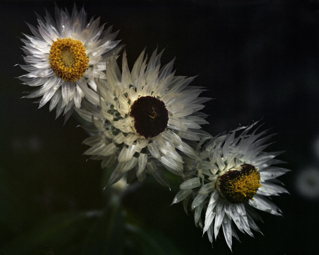 Trio of paper daisies by peterdegraaff
