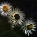 Trio of paper daisies by peterdegraaff