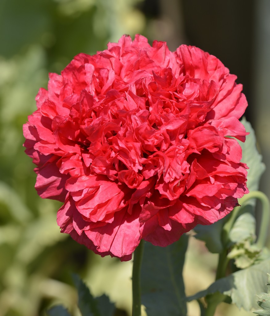 My Poppies Are Flowering_DSC5386 by merrelyn