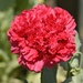 My Poppies Are Flowering_DSC5386 by merrelyn