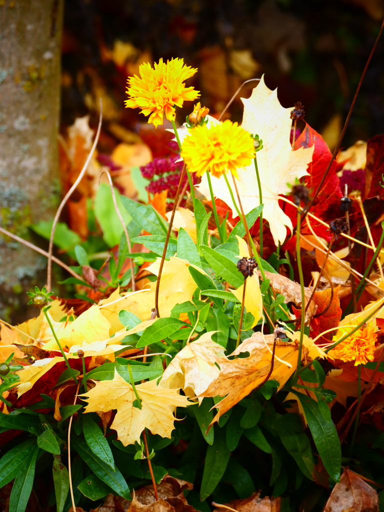 Summer Flowers & Autumn Leaves by carole_sandford