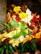 1st Nov 2016 - Summer Flowers & Autumn Leaves
