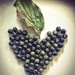 Berries Heart.  by cocobella