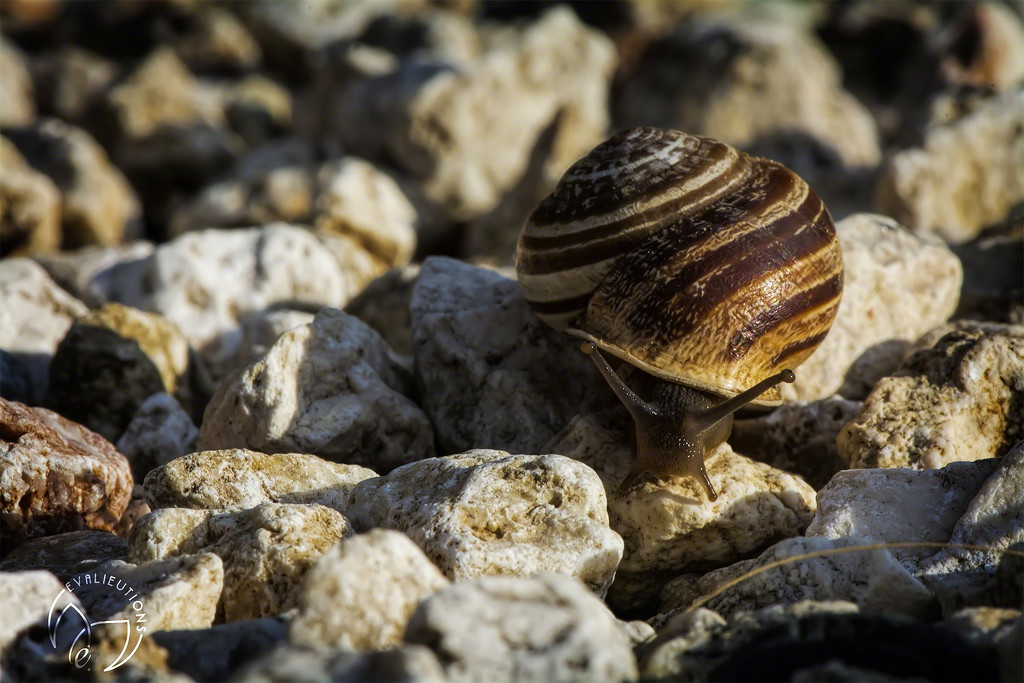 Snail, making trails by evalieutionspics